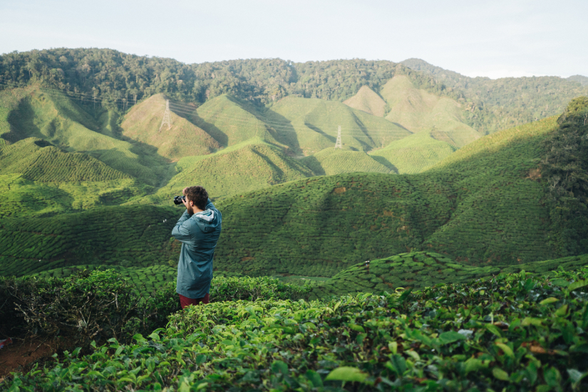 Scenic view of tea plantations